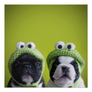 French Bulldog Puppies With Frog Hats Poster