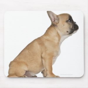 French Bulldog puppy (3,5 months old) Mouse Pad