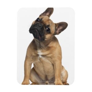 French Bulldog puppy (7 months old) Magnet