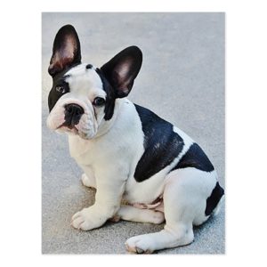 French Bulldog Puppy Dog Post Card