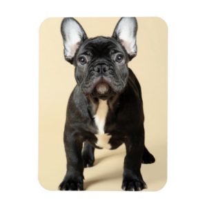 French Bulldog Puppy Magnet