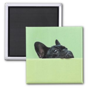 French Bulldog Puppy Peering Over Wall Magnet