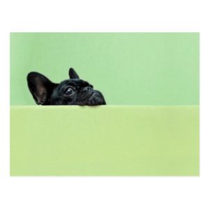 French Bulldog Puppy Peering Over Wall Postcard