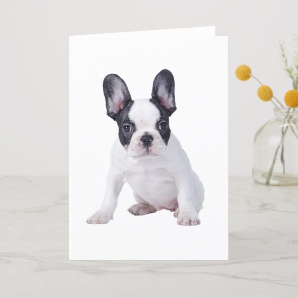 Frenchie - French bulldog puppy Card