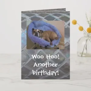 Funny English Bulldog Birthday Card