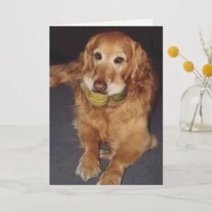 Funny Golden Retriever with Balls  Birthday Card