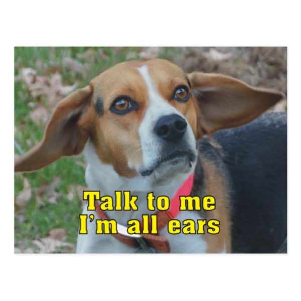 Funny Talk To Me I'm All Ears Beagle Postcard