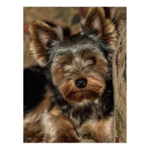 Fuzzy Face Yorkshire Terrier Postcard