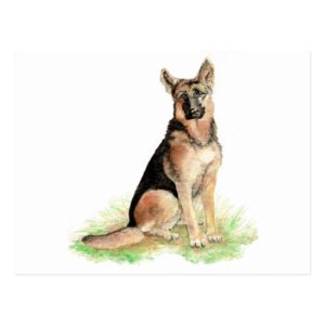 German Shepherd, Dog, Pet , Animal Postcard