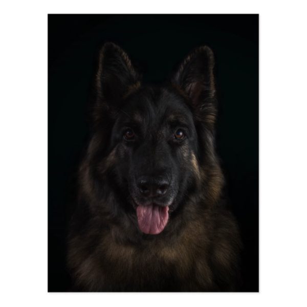 German shepherd dog portrait postcard