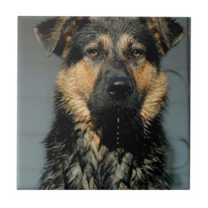 German Shepherd Dog Tile