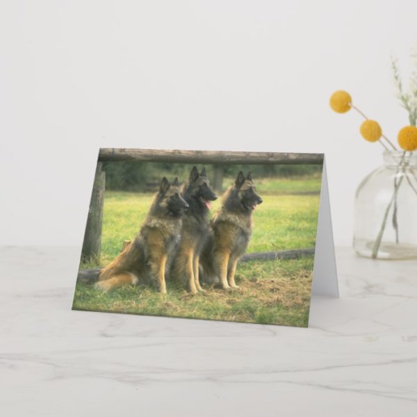 German Shepherd  Dogs Greeting Card