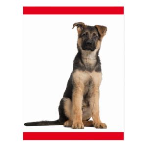 German Shepherd Puppy Dog Blank Post Card