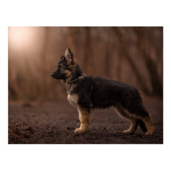 German Shepherd puppy on duty. Postcard