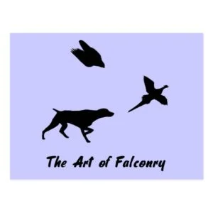 German Shorthair Pointer and Falconry Postcard