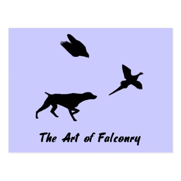 German Shorthair Pointer and Falconry Postcard