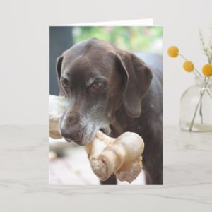 german shorthaired pointer card