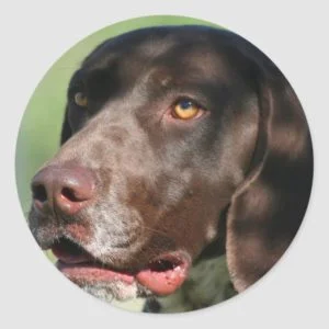 German Shorthaired Pointer Classic Round Sticker