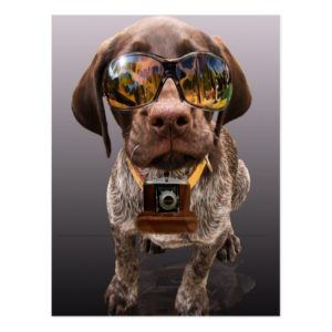 German shorthaired pointer dog hipster photo postcard