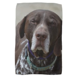 German Shorthaired Pointer Dog Kitchen Towel