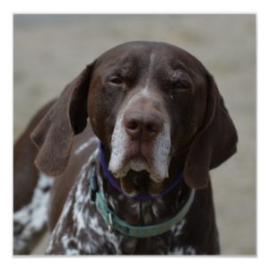 German Shorthaired Pointer Dog Poster
