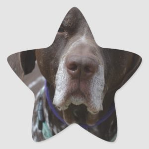 German Shorthaired Pointer Dog Star Sticker