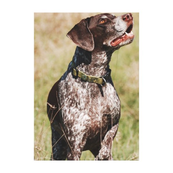 German Shorthaired Pointer Dog Wrapped Canvas