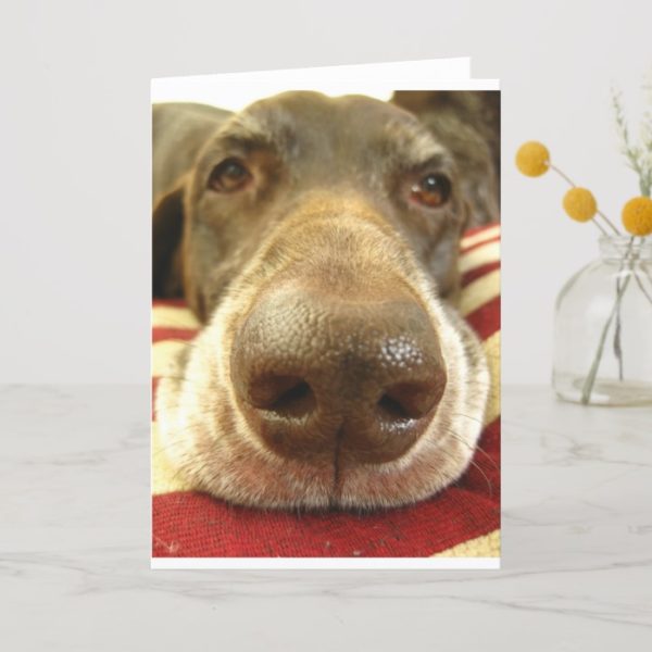 german shorthaired pointer nose card