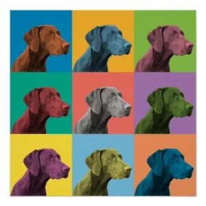 German Shorthaired Pointer Pop-Art Poster
