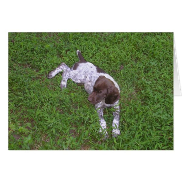 German Shorthaired Pointer Puppy in the Grass