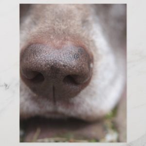 German shorthaired pointers nose
