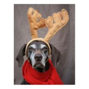 german shorthaired reindeer postcard