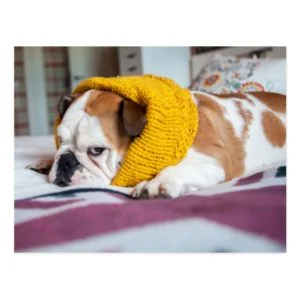 Getty Images | English Bulldog Postcard