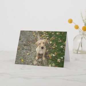 Golden Lab Puppy Card