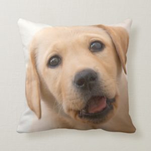 Golden Labrador Puppy Throw Pillow