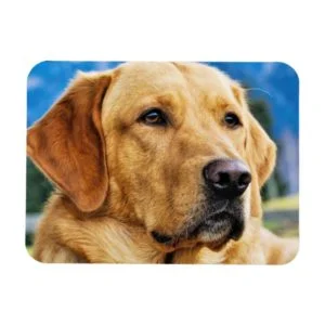 Golden Labrador Retriever Magnet