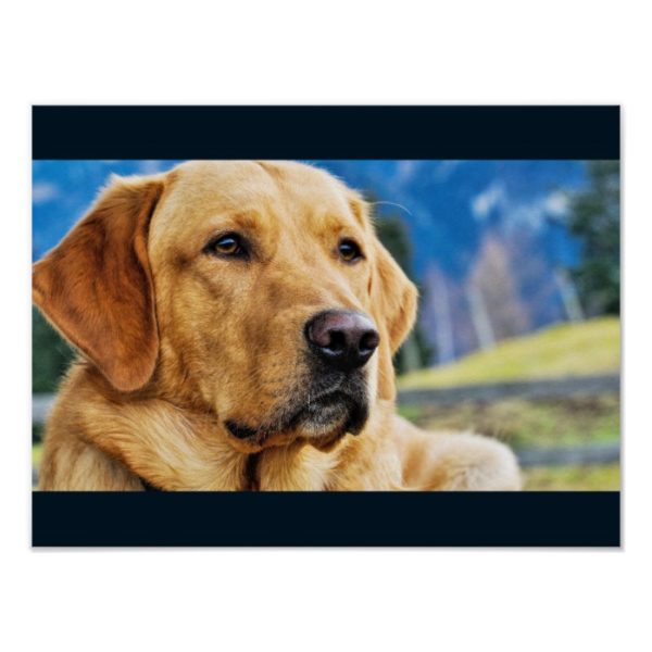 Golden Labrador Retriever Poster