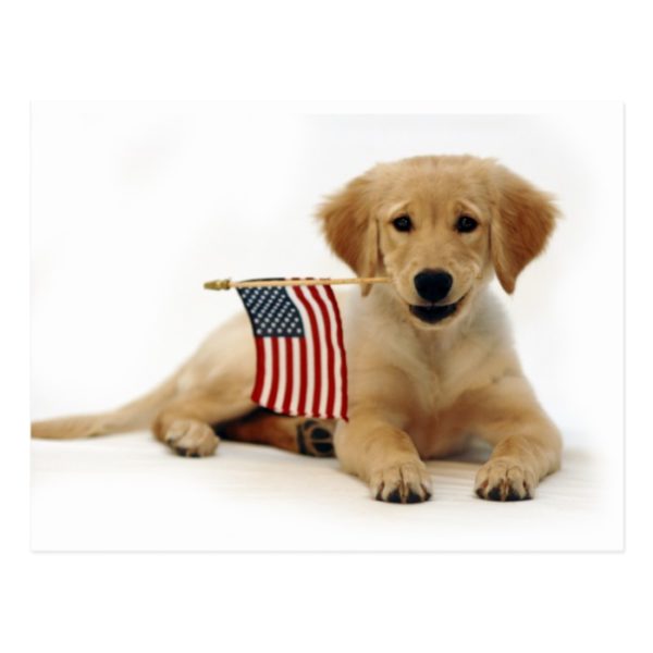 Golden Puppy and American Flag Postcard
