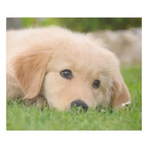 Golden Retriever Cute Puppy Dreaming, cozy Fleece Blanket