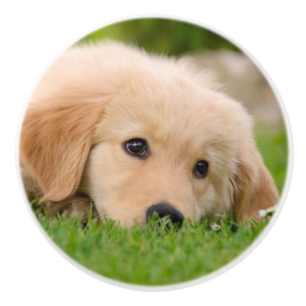 Golden Retriever Cute Puppy Dreaming - Decorative Ceramic Knob