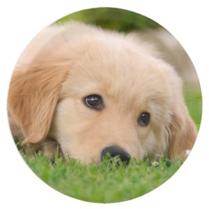 Golden Retriever Cute Puppy Dreaming, Party Paper Plate