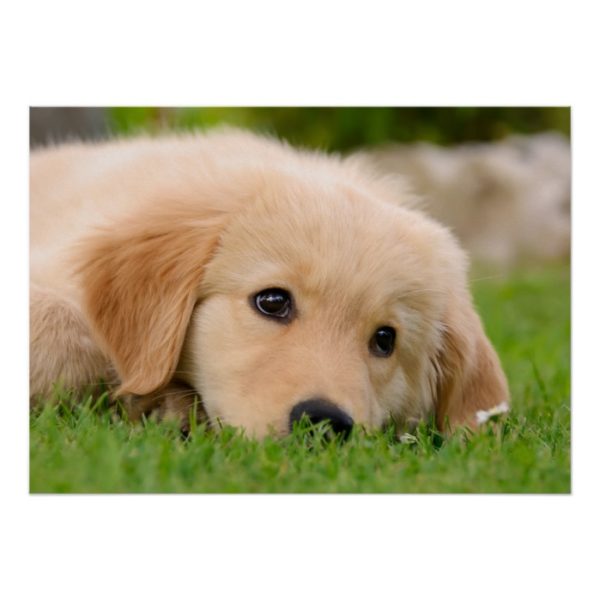 Golden Retriever Cute Puppy Dreaming, Pet Photo Poster