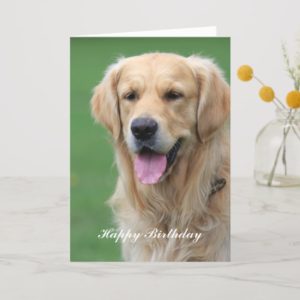 Golden Retriever dog happy birthday greeting card