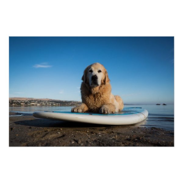 Golden Retriever Dog  Laying On A Paddle Board Poster