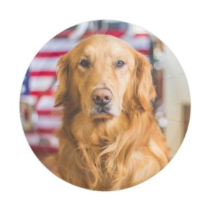 Golden Retriever dog portrait Paper Plate