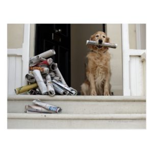 Golden retriever dog sitting at front door postcard