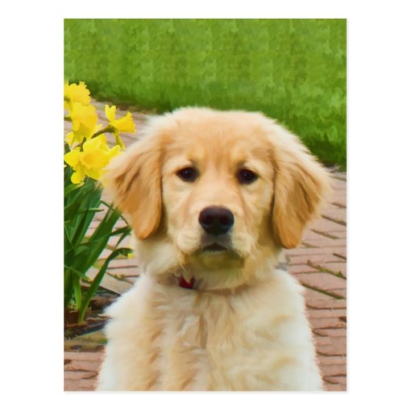 Golden Retriever Dog, Yellow Daffodils Postcard