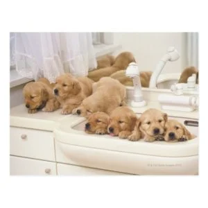 Golden Retriever; is a relatively modern and 2 Postcard
