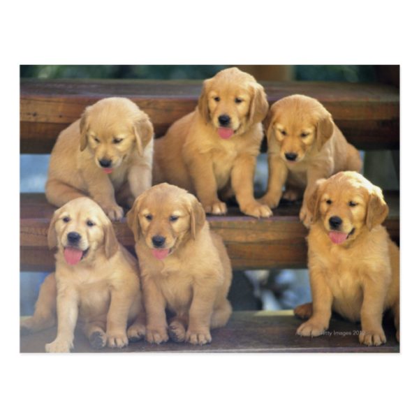 Golden Retriever; is a relatively modern and Postcard