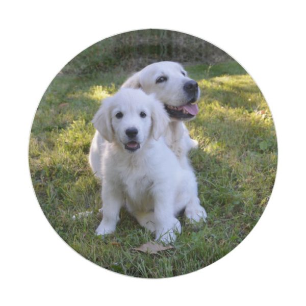 Golden Retriever Mom and Puppy Paper Plate